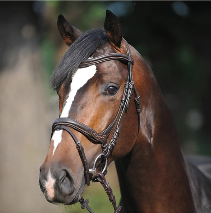 Kavalkade Bridle "Ivy" Brown w/flash noseband Reins