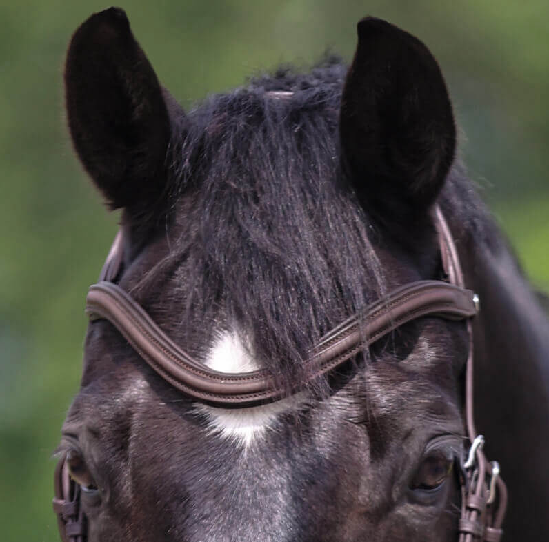 Kavalkade Browband “Leather Curved" Brown FULL