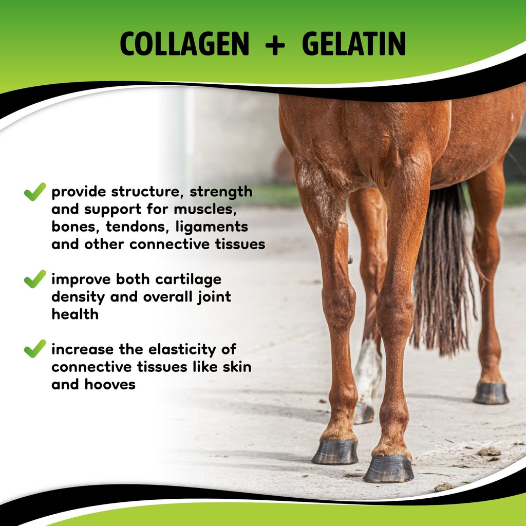 SynoStride - Head to Hoof Musculoskeletal Health