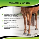 SynoStride - Head to Hoof Musculoskeletal Health