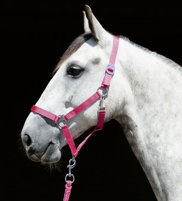 Head Collar Stars Economy