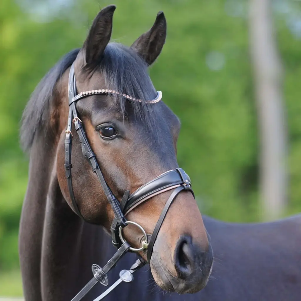 Kavalkade Rose Bridle - Black/COB