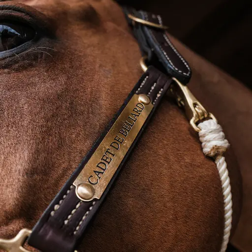 [5517210000225] Halter Name Plate - Brass (Single Line)
